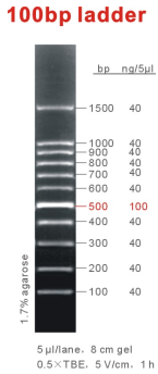 100bp Ladder