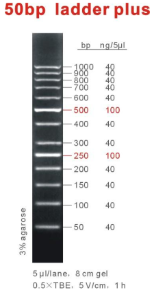 50bp Ladder plus