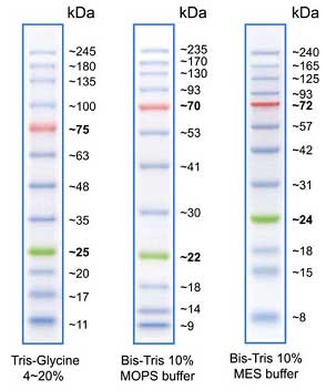 Protein Ladder full